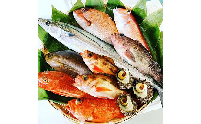 京都府宮津市産『朝どれ！山一鮮魚おおきに便』約4～5kg 魚介類 セット 産地直送 鮮魚 内臓処理加 鮮度抜群 冷蔵 詰め合わせ 旬 鯛 
