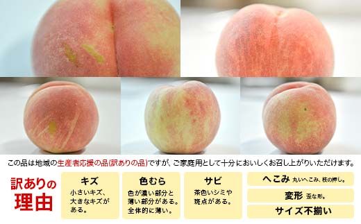 FYN6-073 ≪2026年先行予約≫ ご家庭用 山形県産 品種おまかせ 白桃 約3kg（6～11玉） 2026年8月中旬から順次発送 柔らかくなる桃 はくとう 桃 もも モモ 果物 くだもの 夏果実 フルーツ 訳あり 農業者支援 家庭用 自宅用 産地直送 山形県 西川町 月山