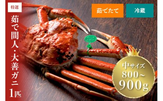 【蟹の匠 魚政】京丹後市産 未冷凍 茹で間人ガニ大善ガニ 特撰 中サイズ（800～900g）1匹（1月～3月発送）　UO01393