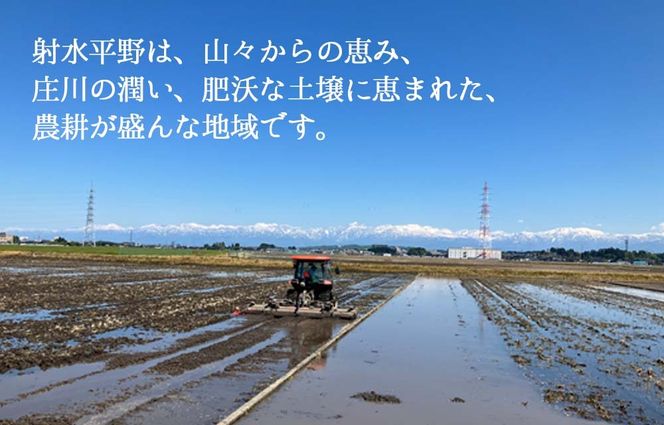 【射水市】【射水の美味しいお米】若竹のお米 R8年産 ミルキークイーン 20kg 【精米】