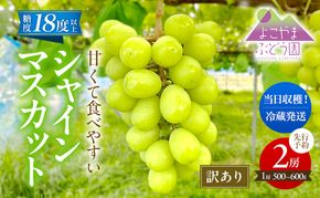 【先行予約】 [訳あり]  シャインマスカット 2房 計1kg～1.2kg（1房 500～600g）＜出荷時期：2026年10月上旬～10月中旬ごろ＞【数量限定 期間限定 果物 果物類 フルーツ ぶどう ブドウ 葡萄 マスカット 秋田 にかほ】
