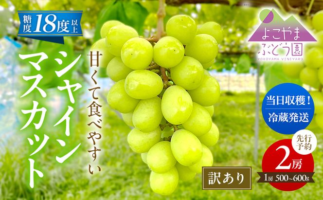 【先行予約】 [訳あり]  シャインマスカット 2房 計1kg～1.2kg（1房 500～600g）＜出荷時期：2026年10月上旬～10月中旬ごろ＞【数量限定 期間限定 果物 果物類 フルーツ ぶどう ブドウ 葡萄 マスカット 秋田 にかほ】