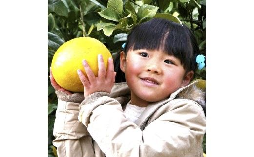 高知県土佐市産 楠瀬さんの土佐文旦 贈答用大玉 約3kg 期間限定 高知 土佐 文旦 ぶんたん ブンタン 柑橘 みかん 果物 3キロ 3L～4Lサイズ 5～7玉 フルーツ 旬 ギフト 常温