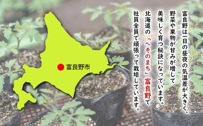 【2026年夏発送】ふらの ミニトマト 3kg（品種：ラブリーさくら）北海道 富良野市 野菜 新鮮 直送 トマト 道産 ふらの 送料無料 数量限定 先着順
