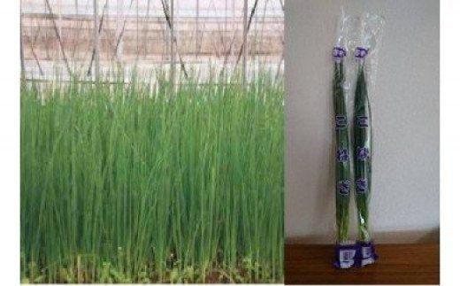 夏が旬♪　JAなめがたしおさい「こねぎ」（100g×30束）｜茨城県 行方市 ふるさと納税 野菜 ネギ こねぎ（AE-42）