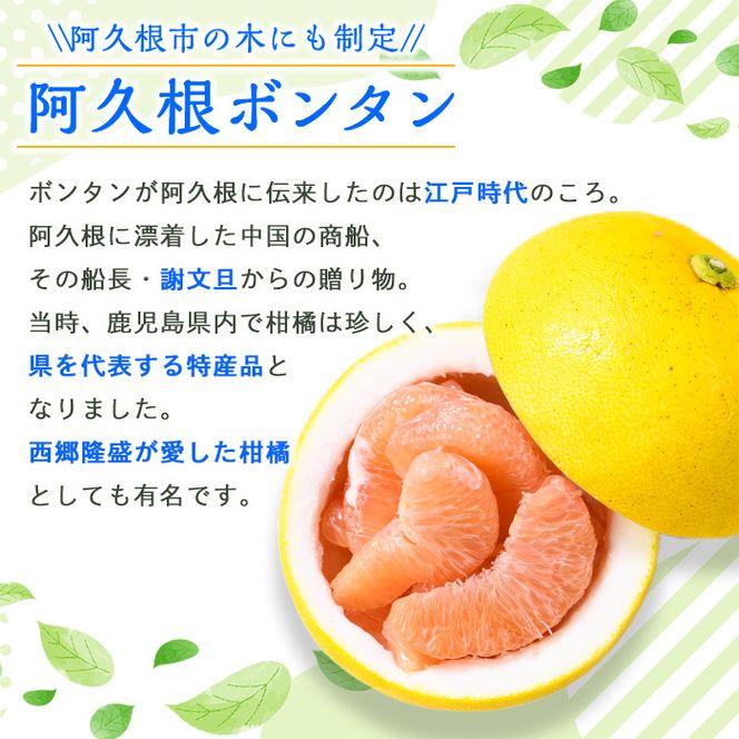 ＜先行予約受付中！2026年12月中旬以降順次発送予定＞ 阿久根ぼんたん(Lサイズ・6玉入) 阿久根市 ボンタン 文旦 柑橘 果物 フルーツ 新鮮 旬 特産品 鹿児島県 九州産 国産 期間限定 数量限定 【泰平食品】akn007-03