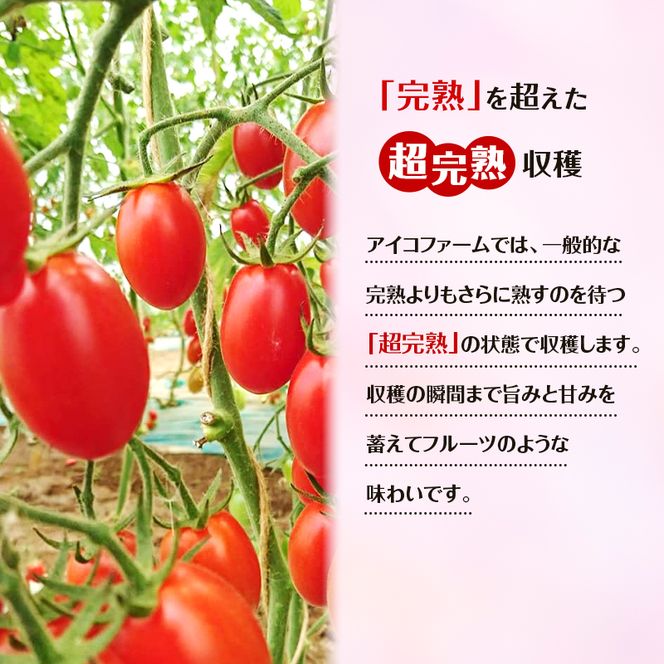8月発送開始[2026年発送] 超完熟ミニトマト【 アイコ 】2kg（1kg×2箱）栽培期間中 農薬・除草剤不使用 サイズ混載 トマト ミニトマト 野菜 北海道 仁木町 [アイコファーム] 