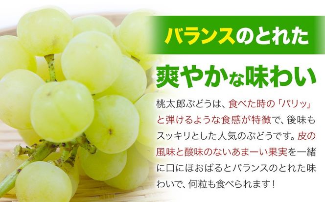 【2026年発送先行予約】岡山県産 桃太郎ぶどう 1.3kg 2房-3房 晴れの国おかやま館 《2026年9月上旬-9月下旬頃出荷》岡山県 矢掛町 葡萄 ぶどう 果物 スイーツ フルーツ デザート【配送不可地域あり】（離島）---ofn_chokmb_ab9_25_23000_13---