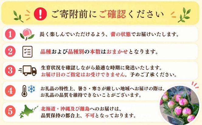 【先行予約】芍薬 切花 おまかせ2〜3品種 25本セット 《出荷時期：2027年5月上旬より》木内ファーム（Ca-001) 