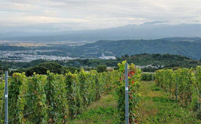 2024 Sur la colline  Cabernet Sauvignon　信州　小諸市ワイン　赤ワイン　カベルネ・ソーヴィニヨン　カベルネフラン　Greve.t　KomorokkoFarm&Winery