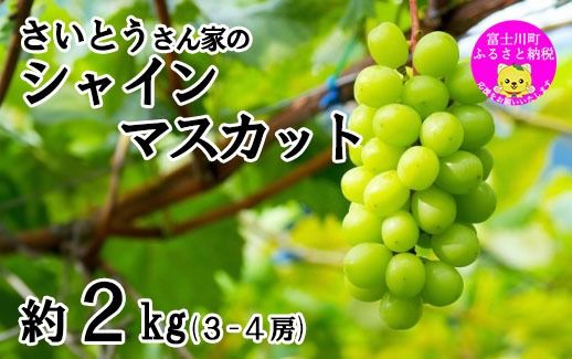 【2025年発送分】さいとうさん家のシャインマスカット ３～４房 （約2kg） 8月下旬以降発送 シャイン マスカット 葡萄 ブドウ ぶどう くだもの フルーツ 産地直送 山梨 やまなし 先行予約 富士川町