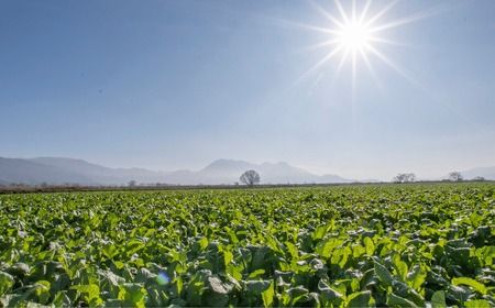 野沢菜漬　タル 1kg(Bl-001)