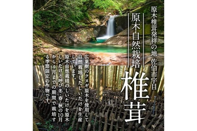 戻しいらず椎茸どんこ3袋 (計300g・100g×3袋) 原木栽培 干し椎茸 乾椎茸 しいたけ きのこ 出汁 大分県 佐伯市 【FR02】【かやの椎茸屋】