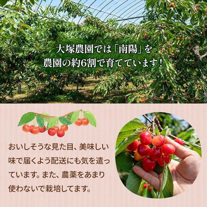 先行受付 さくらんぼ 南陽 800g（200g×4）L-LLサイズ混合  サクランボ チェリー フルーツ 果物 果物類  北海道 仁木町 仁木 [大塚農園]
