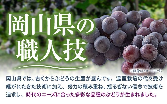 【先行予約】岡山県産 ニューピオーネ 2房 480g以上 ハウス栽培 有限会社ホーティカルチャー神島《7月中旬-8月下旬頃出荷》岡山県 笠岡市 葡萄 果物 厳選出荷 スイーツ フルーツ デザート 種なしぶどう【配送不可地域あり】---H-75---