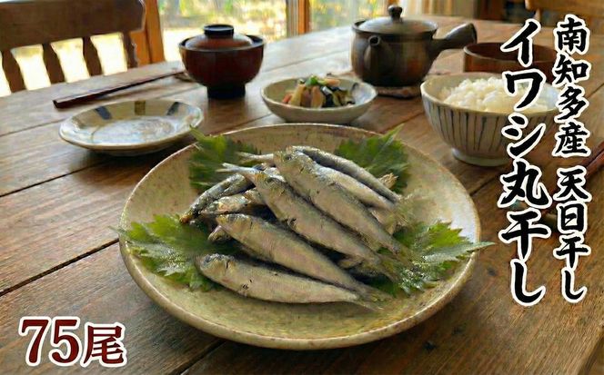 ＜篠島産＞ 訳あり いわしの丸干し 75尾 南知多産 愛知