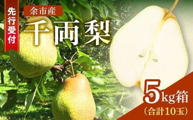 【2026年9月下旬以降発送】千両梨 5kg箱(10玉)北海道産 余市町産　シャキシャキとした食感とサッパリとした甘みが特徴 季節限定 千両梨 季節の味覚 5kg 箱 梨 ほぼ余市町でしか生産されていない 果物 フルーツ 贈り物 ギフト フルーツギフト お取り寄せ 北海道 余市町産 送料無料_Y015-0036