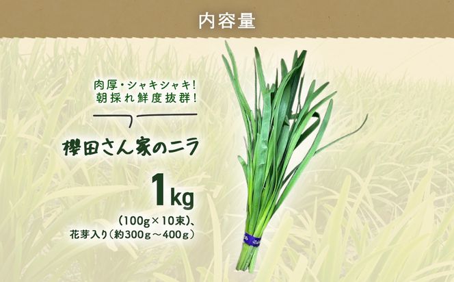 【先行予約】【2026年7月から発送】肉厚・シャキシャキ! 朝採れ鮮度抜群! 櫻田さん家のニラ 1kg(100g×10束)、花芽入り（約300ｇ～400ｇ）SMCS003