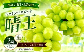 ぶどう 2026年 先行予約 定期便 シャインマスカット 晴王 2房 約1.2kg 7月・8月・9月・10月 4回発送 岡山県産 種無し 皮ごと食べる みずみずしい 甘い 瀬戸内 晴れの国 おかやま 果物大国 満天フルーツ