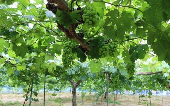 【訳あり品】 しげちゃん農園の シャインマスカット「晴王」 1.4kg前後（2～3房入） 【2026年10月上旬～順次発送】 ※小粒や見た目の良くないもの等の訳あり品 岡山県真庭市産 ぶどう シャインマスカット フルーツ 【shifarm003-02】