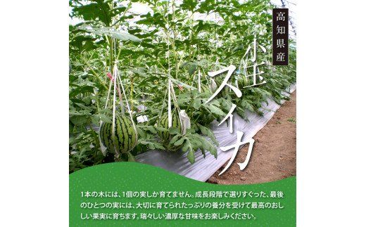 【CF-R7hbk】SKS025　緊急支援　高知県産 高級マスクメロン＆小玉スイカセット〈南国市共通返礼品〉　【1月～3月は気候温度不安定の為出荷不可となります。】