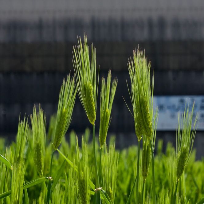 美味しさピカイチ!成分ピカイチ!もち麦は『福美』に決まり!!徳用4.3kg 
