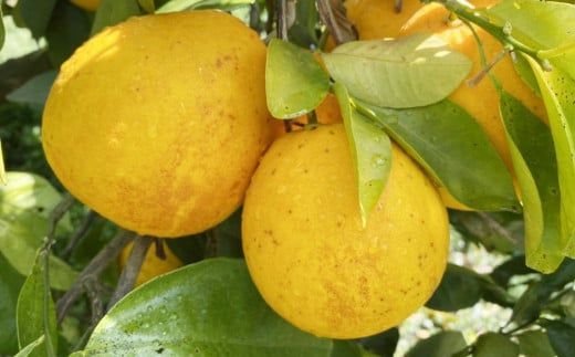 家庭用 先行予約 2026年発送 愛南ゴールド（河内晩柑）約10kg みかん 蜜柑 河内晩柑 グレープフルーツ 柑橘 果物 フルーツ 前田ファーム 愛媛 愛南【発送期間 3月下旬～5月上旬 】(なくなり次第終了)