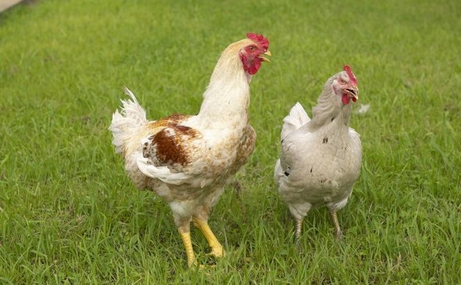 はかた地どり水炊きセットＢ 鍋セット水炊き 鶏肉水炊き ※配送不可:離島