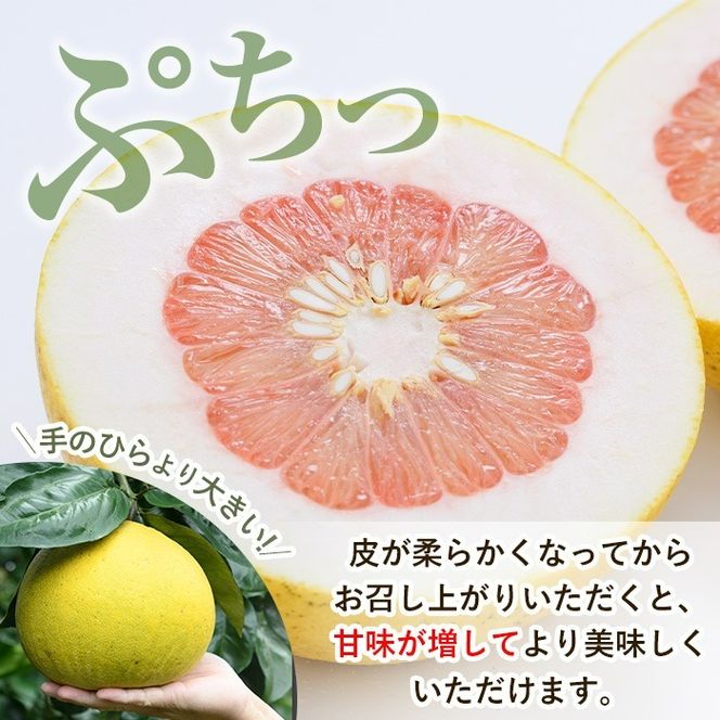 訳あり！数量限定！阿久根産ぼんたん(計8kg・6～7玉）国産 ボンタン 柑橘 果物 期間限定 文旦 訳アリ 不揃い【あくね旬の店いきいき館】akn015-13