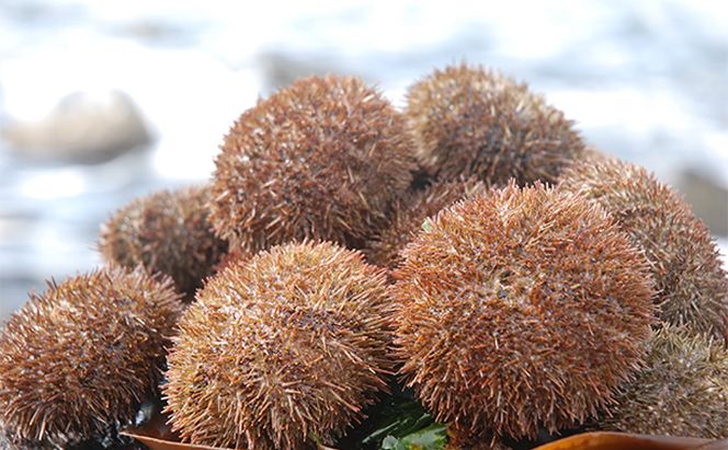  蝦夷ばふんうに（蒸しうに）100g ×2缶 ウニ 雲丹 うに うに缶 北海道 魚貝類 加工食品 