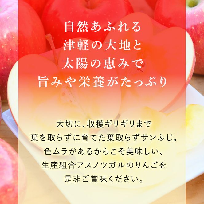 りんご 【12月・1月発送】 蜜入り 糖度13度以上  訳あり品 家庭用 葉とらず サンふじ 約 3kg 【 青森りんご 】 果物 フルーツ 産地直送 糖度測定 褐変 チェック 贈り物 年末 挨拶