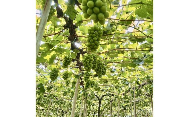 ぶどう 2026年 先行予約 農家こだわりのシャインマスカット＆お任せ2品種 3房合計約1.5kg ブドウ 葡萄 岡山県産 国産 フルーツ 果物 ギフト 【 Nini farm 農家 直送 】 [№5735-3309]