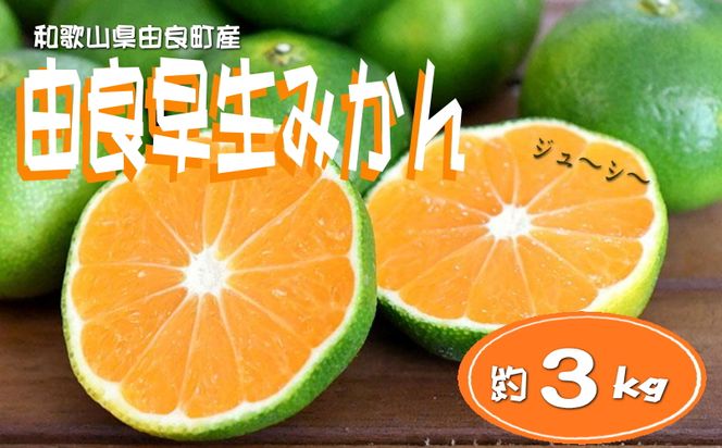 【先行予約】和歌山由良町産 由良早生みかん 約3kg 訳あり キズ 御家庭用 サイズ混合【sml126B】