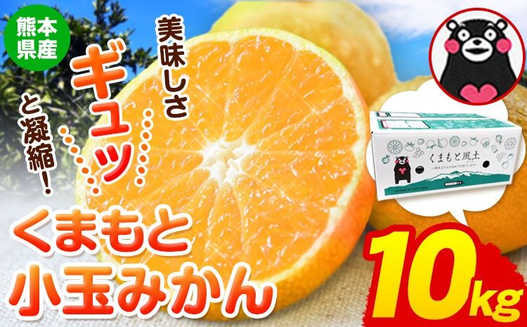 訳あり みかん くまもと小玉みかん 約 10kg (10kg×1箱) 蜜柑 小玉 旬 不揃い 傷 ご家庭用 SDGs 小玉 たっぷり 熊本県 産 S-3Sサイズ フルーツ 旬 柑橘 長洲町 温州みかん[12月中旬-12月末頃出荷]---fn_nkomikan_j12_24_16000_10kg---