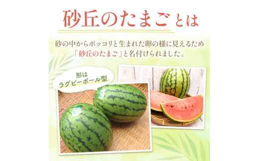 【先行予約／数量限定100】砂丘のたまご（小玉スイカ） 1玉（2026年6月中旬～発送）　JK00032