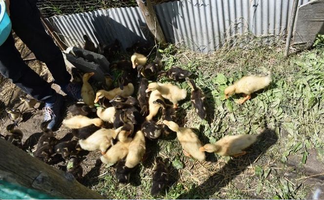 香川県産コシヒカリ（精米3kg）米 白米 お米