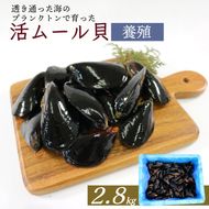 期間限定 活ムール貝 2.8kg 貝 むーるがい 季節限定 活 ムール貝 限定 養殖 貝類 三陸産 パエリア 蒸し パスタ 酒蒸し ピザ 海鮮 殻付き 新鮮 国産 大船渡市 岩手県 魚介 冷蔵 しゅうり貝 イガイ ムラサキイガイ 三陸ムール貝 [enzen006_1]