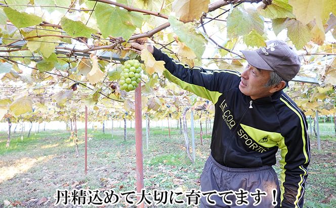 [先行受付] 厳選 北海道 仁木町産 シャインマスカット 1房 約600g 果物 ぶどう フルーツ 果物類 ブドウ シャインマスカット マスカット [和田農園]