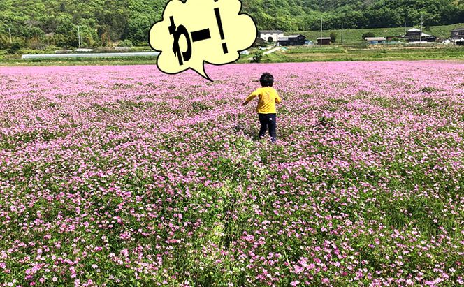 瀬戸内市のおいしい お米 「ひのひかり」 10kg（5kg×2袋）岡山県 瀬戸内市産 石黒農園 ご飯 銘柄米 炭水化物 白米 ライス 主食 和食 おにぎり お弁当 産地直送 