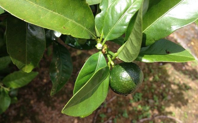 サンラバーハンドクリーム 4本入り 化粧水 沖縄 サンゴ 大宜味村 シークワーサー 月桃 フレッシュ 爽やか おすすめ ハンドクリーム 国産 保湿 ギフト プレゼント ふるさと納税 送料無料 30グラム 4本 母の日 ハンドケア