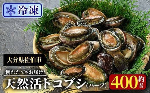 冷凍 天然活きトコブシ (約400g・ハーフサイズ) 魚介 貝 トコブシ とこぶし 網焼き バター焼き バーベキュー 獲れたて 冷凍 海の直売所 大分県 佐伯市【AS149】【海べ】