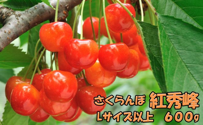 先行受付 北海道 仁木町産  さくらんぼ 紅秀峰 600g（300g×2パック） 旬の果物 産地直送 サクランボ チェリー フルーツ 果物 果物類  北海道産 仁木町 仁木 [JA新おたる]