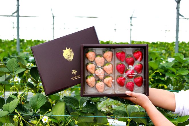 【完熟クラフト苺BERRY】有名シェフ御用達【紅白いちご】樹上完熟よつぼし・淡雪 約500g（出荷2026年12月上旬～2027年5月下旬）【yuji0002】