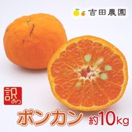 数量限定 順次発送  訳あり ポンカン 10kg 18000円 ぽんかん 国産 わけあり みかん mikan 蜜柑 ミカン 産地直送 農家直送 期間限定 特産品 ギフト プレゼント ゼリー ジュース アイス 冷凍 みかん 等に 人気 限定 甘い フルーツ 果物 柑橘 美味しい おいしい 小玉 含む ジューシー サイズ ミックス 吉田農園 愛南町 愛媛県