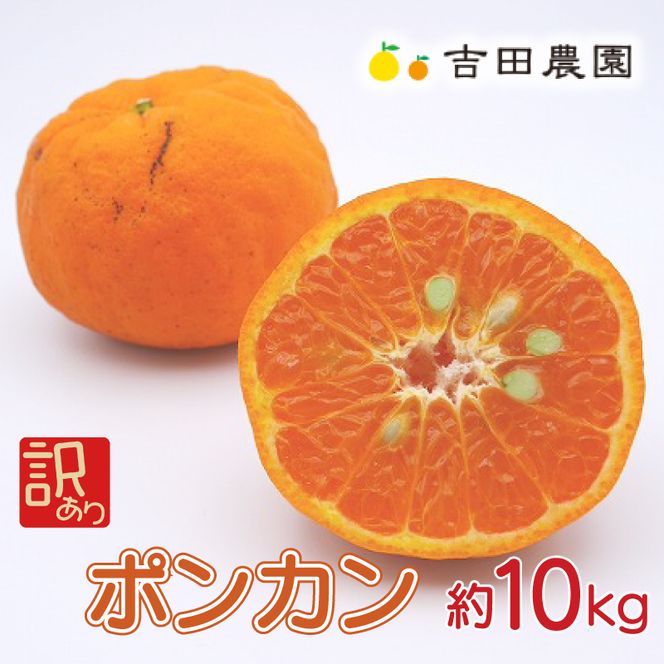 数量限定 順次発送  訳あり ポンカン 10kg 18000円 ぽんかん 国産 わけあり みかん mikan 蜜柑 ミカン 産地直送 農家直送 期間限定 特産品 ギフト プレゼント ゼリー ジュース アイス 冷凍 みかん 等に 人気 限定 甘い フルーツ 果物 柑橘 美味しい おいしい 小玉 含む ジューシー サイズ ミックス 吉田農園 愛南町 愛媛県