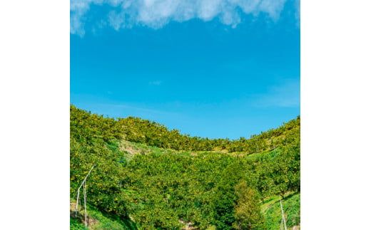 【先行予約】園主こだわりの土佐文旦 5キロ 大小混合（４L～Mサイズ） 2027年1月下旬より順次発送 ぶんたん ブンタン 柑橘 みかん フルーツ 果物 家庭用 お取り寄せ 土佐 高知【やの一果彩】 [BQAC013]
