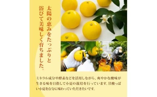 【先行予約】【令和8年産】 小夏 1.5kg 3kg フルーツ 果物 みかん 期間限定 旬 柑橘 ギフト プレゼント 贈答用 こなつ 日向夏 ニューサマーオレンジ デザート スイーツ ジューシー 甘酸っぱい 爽やか 初夏 高知特産 季節の味覚 家庭用 自宅用 贈り物 お取り寄せ 産地直送 メリーガーデン 高知県産 安芸市 高知県