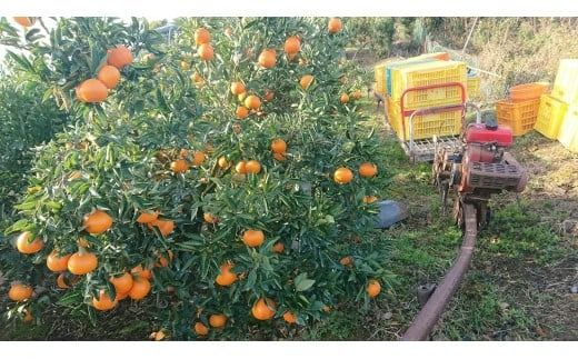 【先行受付】【数量限定】【贈答用】せとか（生果）5kg（2026年2月頃より順次発送） IKTQ010