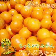 ちっちゃな 有田みかん こつぶみかん10kg （3S～2Sサイズ混合）| 小粒 光センサー選別 温州みかん みかん 柑橘 果物 くだもの フルーツ