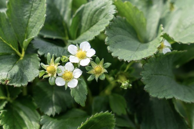 【オーガニックnico】有機栽培のいちご狩り1名分(2026年3月～4月開催)｜京都 大原野 いちご 食べ放題 人気 おすすめ [ 有機いちご 40分いちご狩り＋お土産付き 幼児は無料 人気 おすすめ 果物 フルーツ フルーツ狩り ふるさと納税 ] 261009_B-SR04